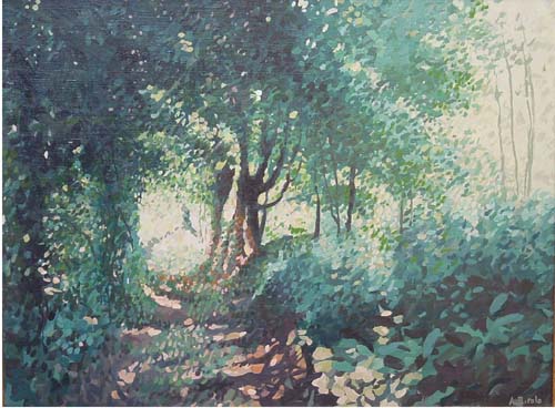 Sottobosco e luce