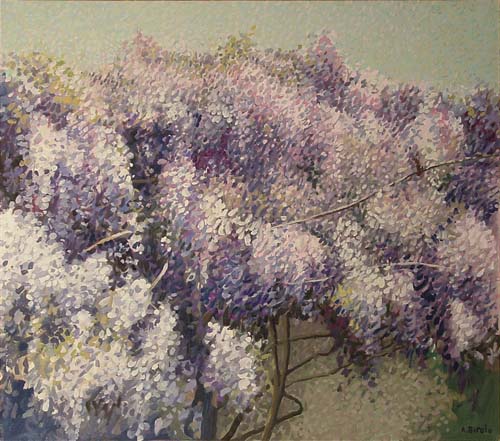 Fioritura di glicini