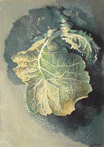 La foglia di verza