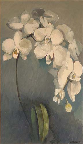 Orchidea bianca