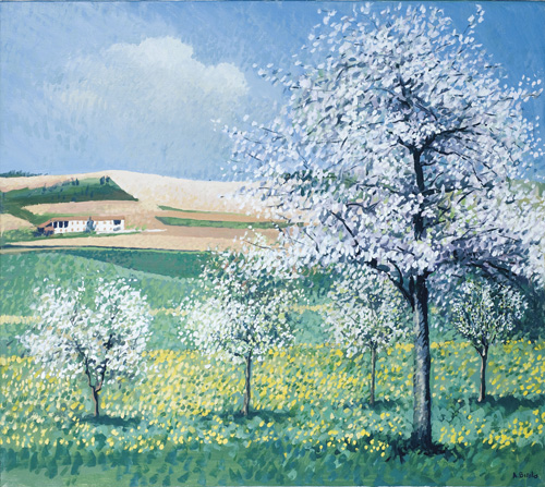 Cigliegi in fiore